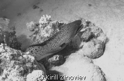 Moray by Kirill Zinoviev 